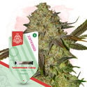 Kings of Kush Pack - feminisierte Sorten