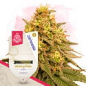 Kings of Kush Pack - feminisierte Sorten