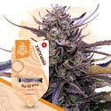 Kings of Kush Pack - feminisierte Sorten