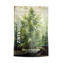 Kings of Kush Pack - Feminized Strains