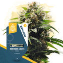 Fast Flowering Pack - feminisierte Sorten