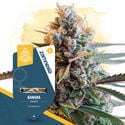 Super THC Pack - feminisierte Sorten