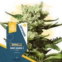 Super THC Pack - feminisierte Sorten