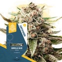 Super THC Pack - feminisierte Sorten