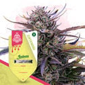 Super THC Pack - feminisierte Sorten