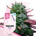 Super THC Pack - feminisierte Sorten