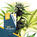 Super THC Pack - feminisierte Sorten