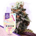 Sugar Rush Pack - feminisierte Sorten