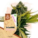 Sugar Rush Pack - Feminized Strains