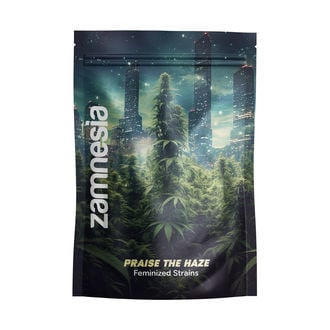 Praise the Haze Pack - feminisierte Sorten