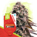 Fruity Pack - autoflowering Sorten