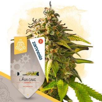 Caramel Cake Pack - Autoflower Strains