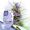 Quick Results Pack - Automatic Strains