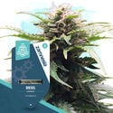 Quick Results Pack - autoflowering Sorten