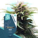 Quick Results Pack - Automatic Strains