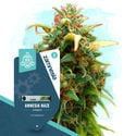 Coffeeshop Classics Pack - Autoflowering Sorten