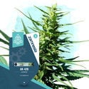 Coffeeshop Classics Pack - Autoflowering Sorten