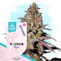 Terpene Dream Pack - Automatic Strains