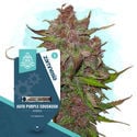 Colourful Garden Pack – Autoflower-Sorten