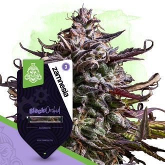Colourful Garden Pack - Autoflower Strains