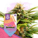 Candy Shop Pack – Autoflowering Sorten