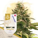 Kings of Kush Pack - Autoflowering Sorten