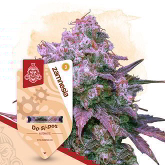 Kings of Kush Pack - Autoflower Strains