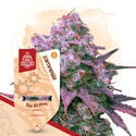 Kings of Kush Pack - Autoflowering Sorten