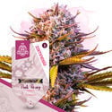 Super THC Pack - autoflowering Sorten