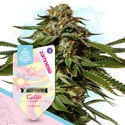 Sugar Rush Pack - Autoflowering Sorten