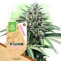 Sugar Rush Pack - Automatic Strains