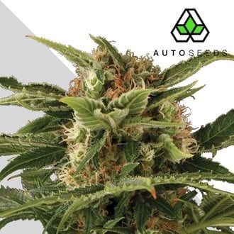 Auto Pounder (Auto Seeds) feminisiert