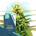 Small Plants Pack - Automatic Strains