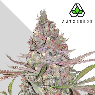 Berry Ryder (Auto Seeds) feminisiert
