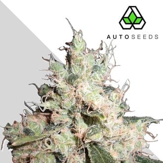 auto-seeds-hijack-autoflowering.jpg