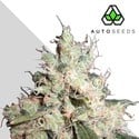 Hijack (Auto Seeds) feminized