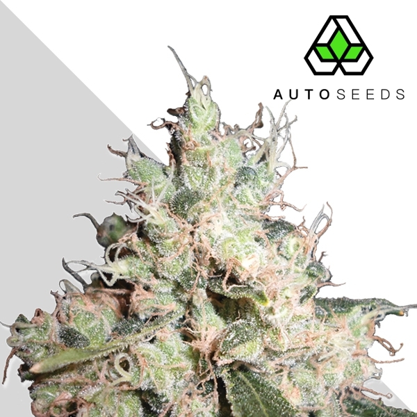 Patagonia Auto (Trikoma Seeds)