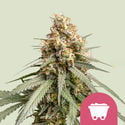 Shining Silver Haze (Royal Queen Seeds) feminized