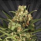 Pineapple Punch (Auto Seeds) feminized