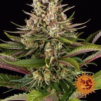 Sour Strawberry (Barney's Farm) feminisiert