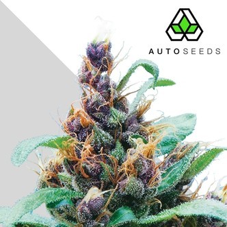 Purple Stilton (Auto Seeds) feminisiert