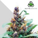 Purple Stilton (Auto Seeds) feminized
