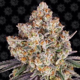 Ice Cream Cake (Barney's Farm) feminized