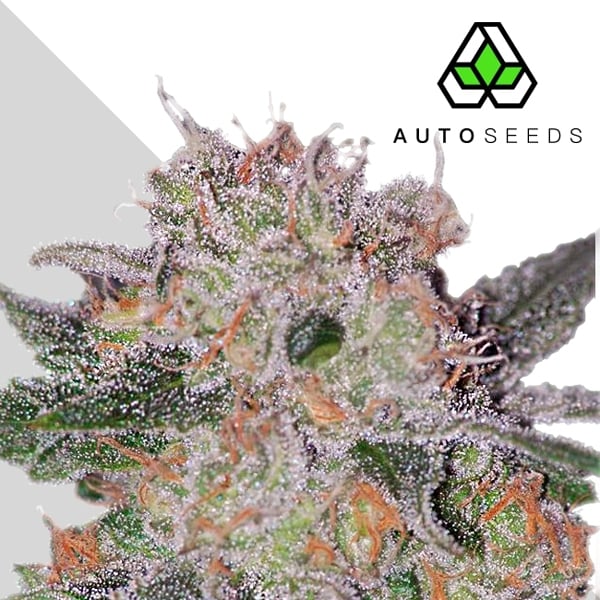 White Siberian Feminisiert (Seeds66)
