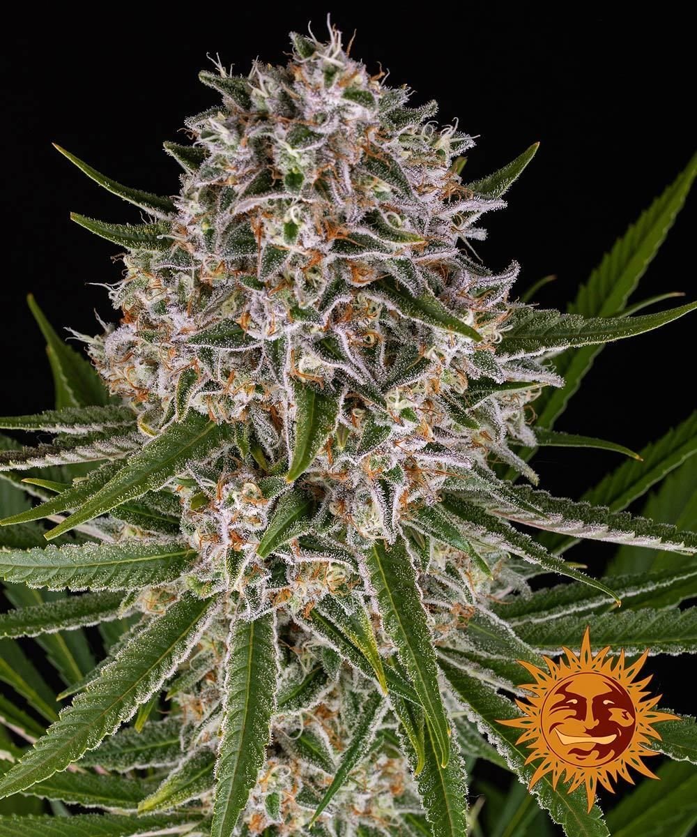 Lemon Haze Auto (Barney's Farm) feminisiert