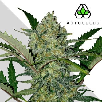 Ultra Lemon Haze (Auto Seeds) feminisiert