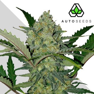 Ultra Lemon Haze (Auto Seeds) feminized