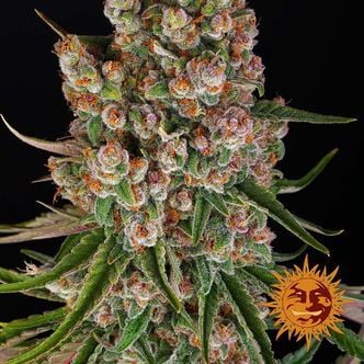 GMO Auto (Barney's Farm) feminisiert