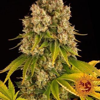 Cheese Auto (Barney's Farm) feminisiert