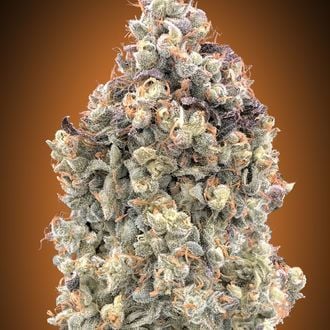 Auto Watermelon OG (Advanced Seeds) feminized